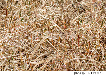 草むらの写真素材