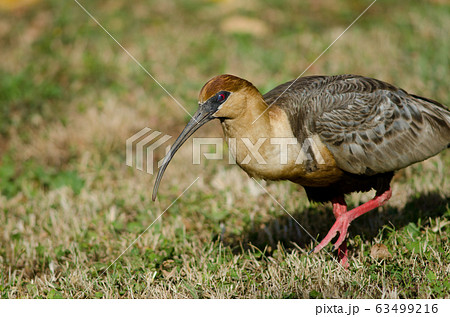 Black-faced ibis Theristicus melanopis in a meadow. Black-faced ibis Theristicus melanopis in a meadow. 63499216