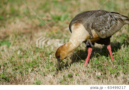 Black-faced ibis Theristicus melanopis in a meadow. Black-faced ibis Theristicus melanopis in a meadow. 63499217
