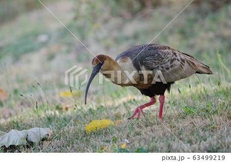 Black-faced ibis Theristicus melanopis in a meadow. Black-faced ibis Theristicus melanopis in a meadow. 63499219