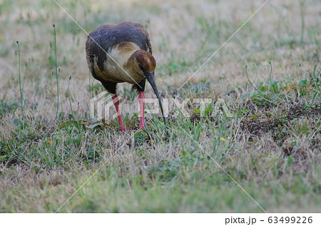 Black-faced ibis Theristicus melanopis in a meadow. 63499226