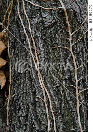 Stems of purple Ipomoea purpurea on a tree trunk. Stems of purple Ipomoea purpurea on a tree trunk. 63499279