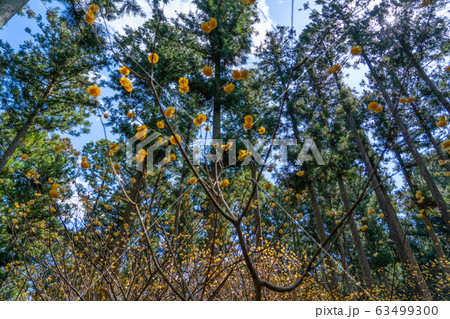 三重県美杉のミツマタ群生地 63499300