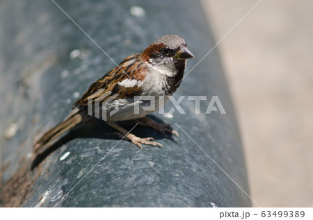 House sparrow in the Arm Square of Santiago de Chile. House sparrow in the Arm Square of Santiago de Chile. 63499389
