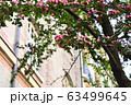 ピンクの花 63499645