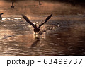 白鳥　朝もや発進 63499737
