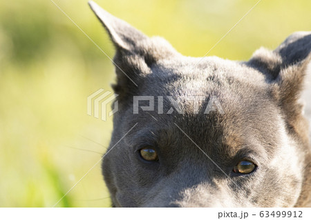 子犬 仔犬 小犬 こいぬ puppy 犬 戌 戌年 干支 十二支 レトリバー ラブラドール 子犬 仔犬 小犬 こいぬ puppy 犬 戌 戌年 干支 十二支 レトリバー ラブラドール 63499912