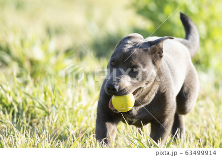子犬 仔犬 小犬 こいぬ puppy 犬 戌 戌年 干支 十二支 レトリバー ラブラドール 子犬 仔犬 小犬 こいぬ puppy 犬 戌 戌年 干支 十二支 レトリバー ラブラドール 63499914