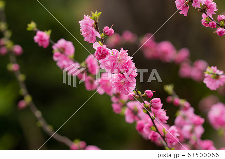 春の花 自然 旅行 63500066