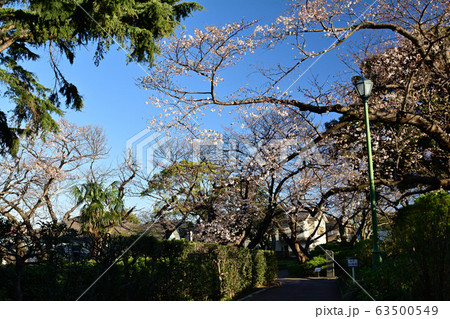 横浜・山手公園 63500549