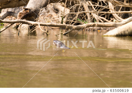 Giant otter from Pantanal, Brazil Giant otter from Pantanal, Brazil 63500619