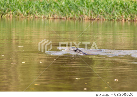 Giant otter from Pantanal, Brazil Giant otter from Pantanal, Brazil 63500620