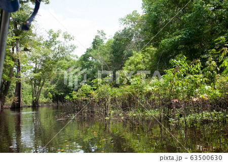 Panorama from Amazon rainforest, Brazilian wetland Panorama from Amazon rainforest, Brazilian wetland 63500630
