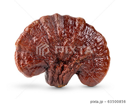 Lingzhi Mushroom Ganoderma Lucidum on white 63500856