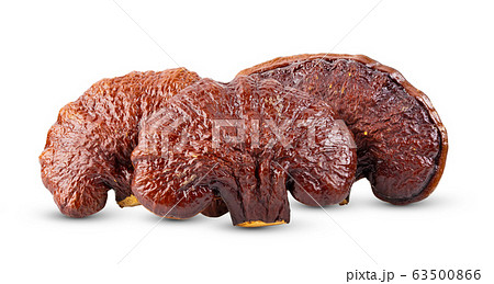 Lingzhi Mushroom Ganoderma Lucidum on white 63500866