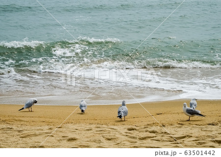 Seagulls on the beach Seagulls on the beach 63501442