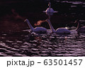 白鳥写真　桃色吐息 63501457
