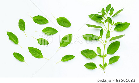 Fresh holy basil  leaves on white 63501633