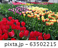 オランダの花 63502215