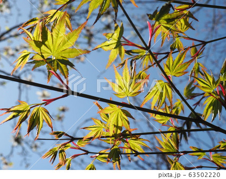 春の花 春の花 63502220