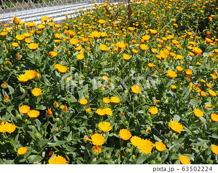 春の花 春の花 63502224