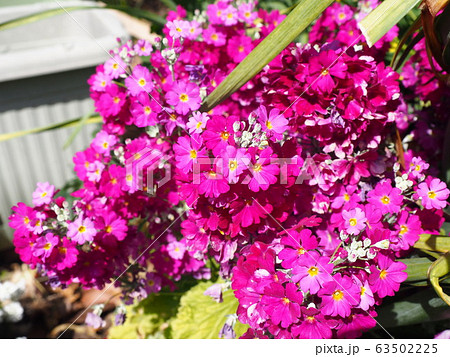 春の花 春の花 63502225