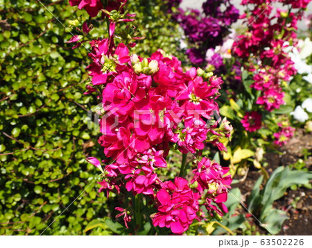 春の花 春の花 63502226