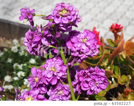 春の花 63502227
