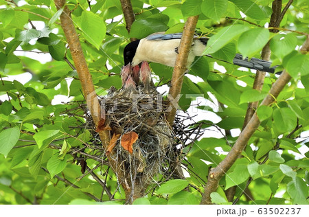 鳥 野生動物 野生 63502237