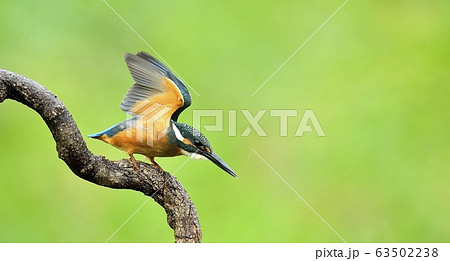 鳥 カワセミ キャッチ食べ 63502238