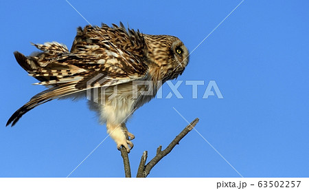 キャッチ食べ ボクスルボクスル ふわふわ 63502257