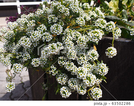 春の花 春の花 63502286