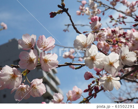 春の花 春の花 63502291