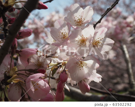 春の花 春の花 63502292