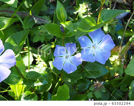 春の花 春の花 63502294