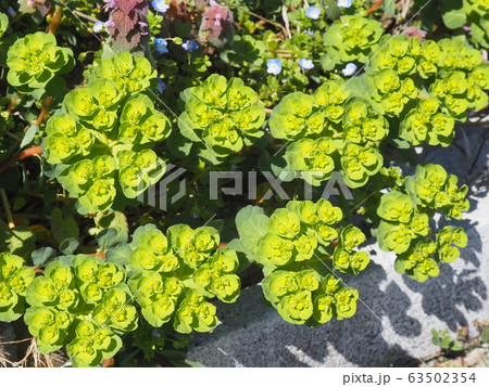 春の花 春の花 63502354