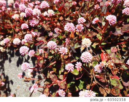 春の花 春の花 63502358