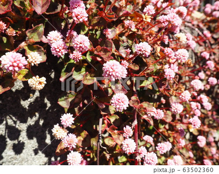 春の花 春の花 63502360