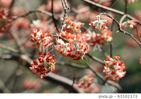 アカバナミツマタ アカバナミツマタ 63502373