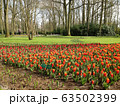 オランダの花 63502399