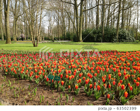 オランダの花 オランダの花 63502399