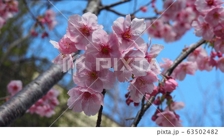 春の花 春の花 63502482
