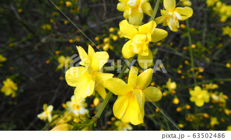 春の花 春の花 63502486