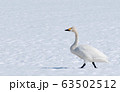 雪の上を歩く白鳥（コハクチョウ） 63502512