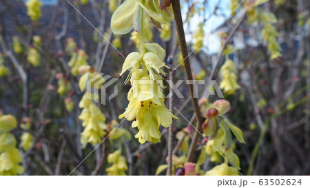 春の花 春の花 63502624