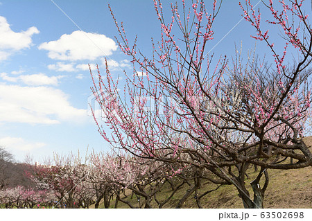 横浜・根岸森林公園 横浜・根岸森林公園 63502698