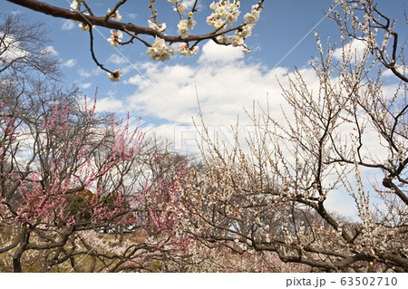 横浜・根岸森林公園 横浜・根岸森林公園 63502710