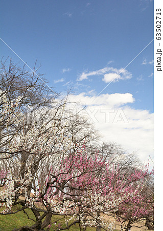 横浜・根岸森林公園 横浜・根岸森林公園 63502713