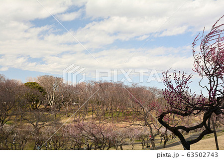 横浜・根岸森林公園 横浜・根岸森林公園 63502743