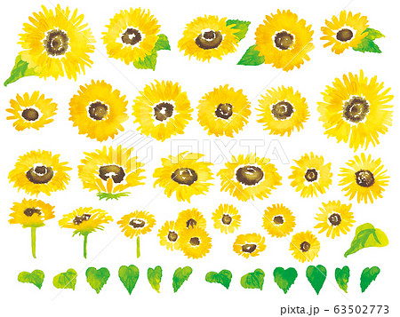 水彩ひまわり 向日葵 セット 63502773